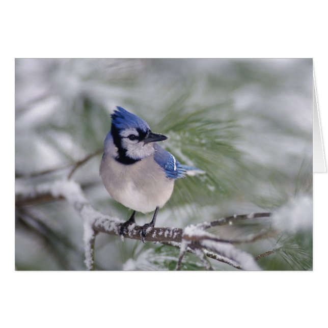 Blue Jay, Cyanocitta cristata (Front Horizontal)