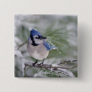 Blue Jay, Cyanocitta cristata 15 Cm Square Badge