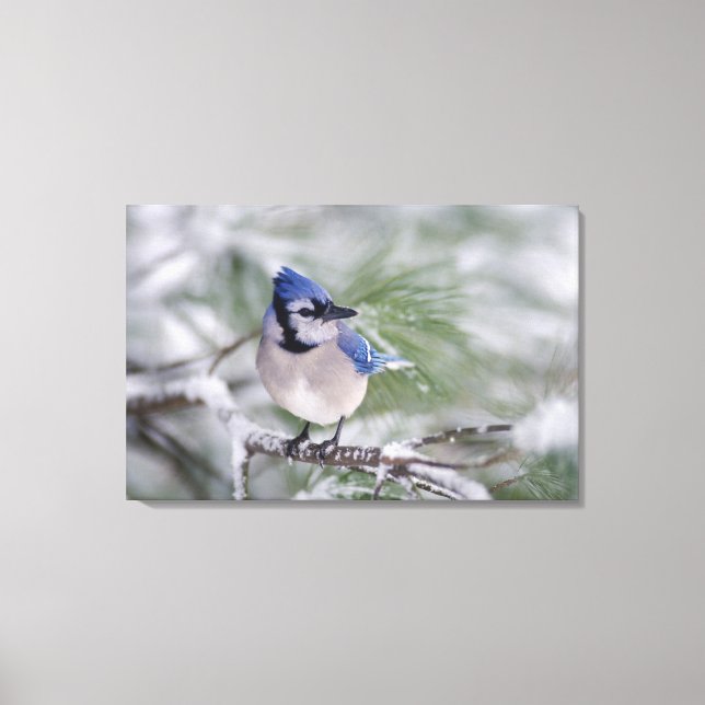 Blue Jay, Cyanocitta cristata Canvas Print (Front)