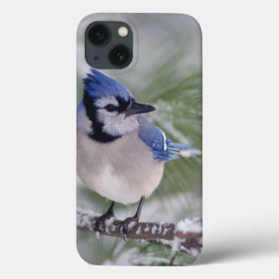 Blue Jay, Cyanocitta cristata iPhone 13 Case
