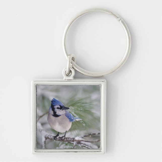 Blue Jay, Cyanocitta cristata Key Ring (Front)