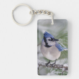 Blue Jay, Cyanocitta cristata Key Ring