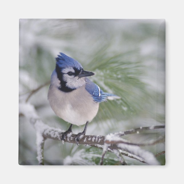 Blue Jay, Cyanocitta cristata Magnet (Front)
