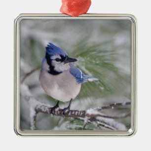 Blue Jay, Cyanocitta cristata Metal Tree Decoration