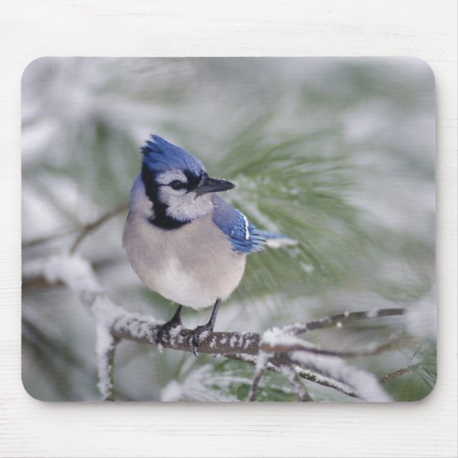 Blue Jay, Cyanocitta cristata Mouse Mat (Front)