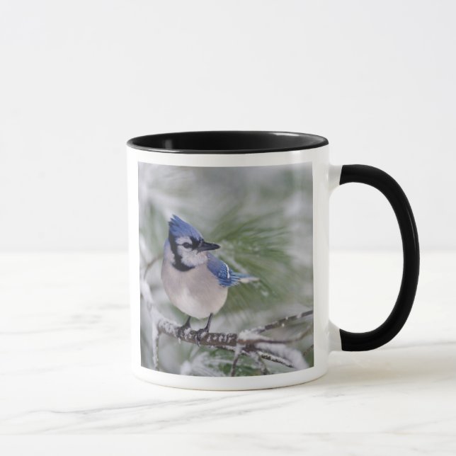 Blue Jay, Cyanocitta cristata Mug (Right)