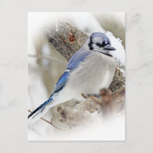 Blue Jay  Cyanocitta cristata Postcard