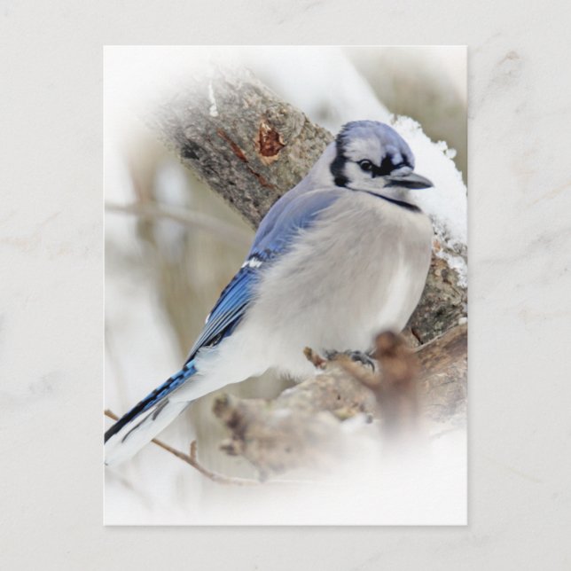 Blue Jay  Cyanocitta cristata Postcard (Front)