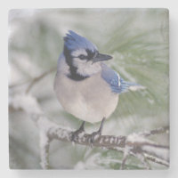 Blue Jay, Cyanocitta cristata
