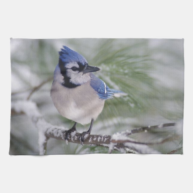Blue Jay, Cyanocitta cristata Tea Towel (Horizontal)