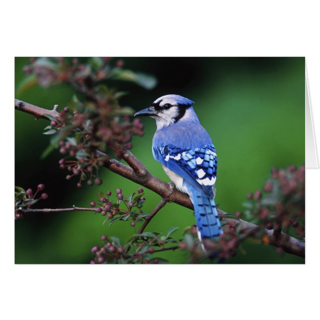 Blue Jay, Cyaoncitta cristata (Front Horizontal)