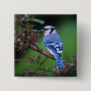 Blue Jay, Cyaoncitta cristata 15 Cm Square Badge