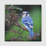 Blue Jay, Cyaoncitta cristata 2 Magnet<br><div class="desc">Blue Jay,  Cyaoncitta cristata � Adam Jones / DanitaDelimont.com</div>