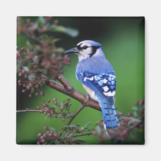 Blue Jay, Cyaoncitta cristata Magnet (Front)