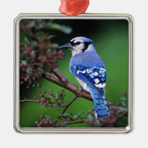 Blue Jay, Cyaoncitta cristata Metal Tree Decoration