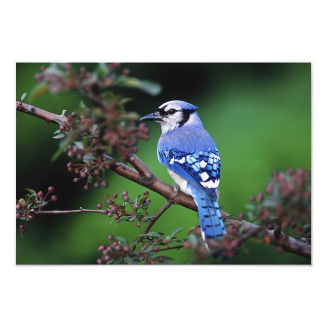 Blue Jay, Cyaoncitta cristata Photo Print (Front)