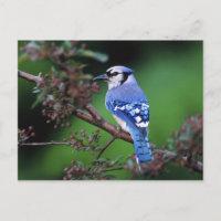 Blue Jay, Cyaoncitta cristata