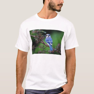 Blue Jay, Cyaoncitta cristata T-Shirt