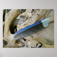 Blue Jay Feather Coordinating Items Poster