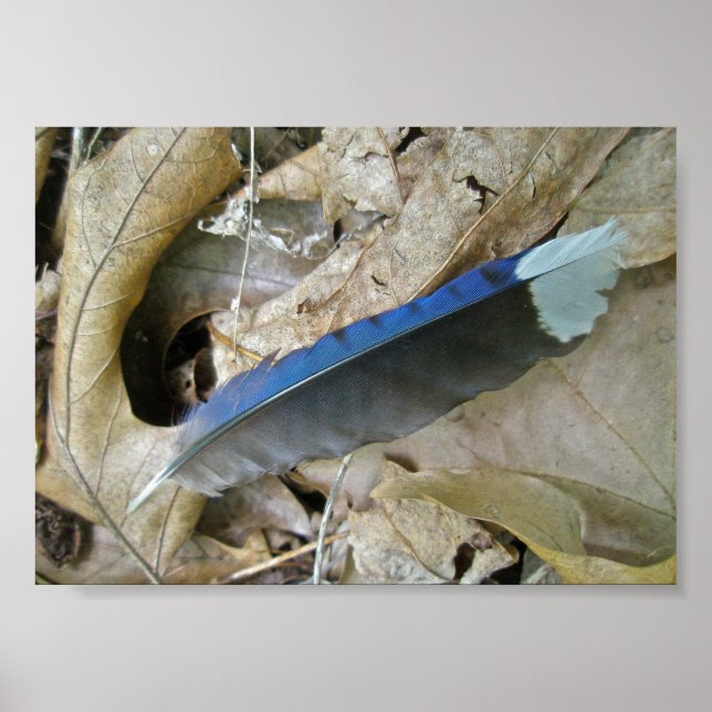 Blue Jay Feather Coordinating Items Poster (Front)
