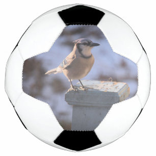 Blue Jay Football