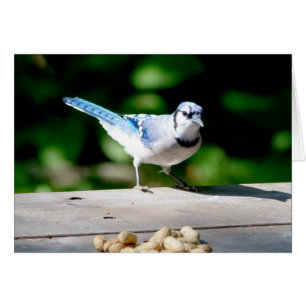 Blue Jay getting a peanut