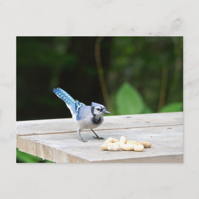 Blue Jay getting a peanut Postcard (Front)