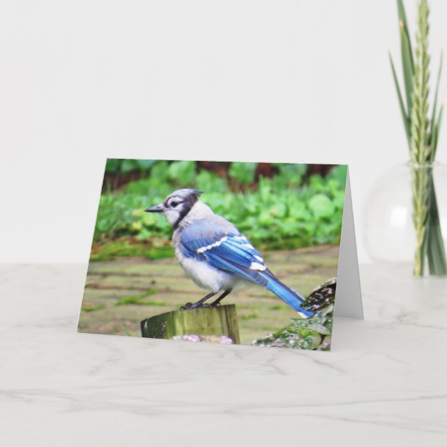 Blue Jay Greeting Card (Front)