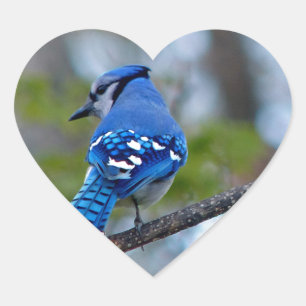 Blue Jay Heart Sticker