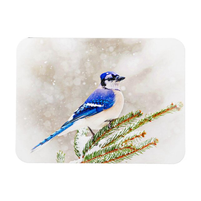Blue jay in a pine tree with snow magnet (Horizontal)
