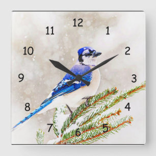 Blue jay in a pine tree with snow square wall clock