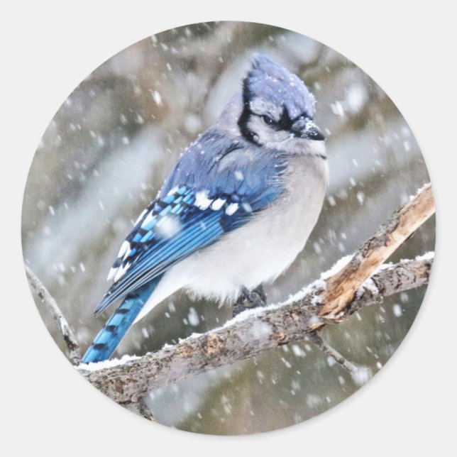 Blue Jay in a Snowstorm Classic Round Sticker (Front)