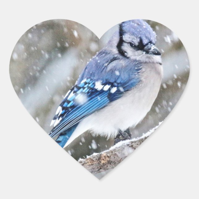 Blue Jay in a Snowstorm Heart Sticker (Front)