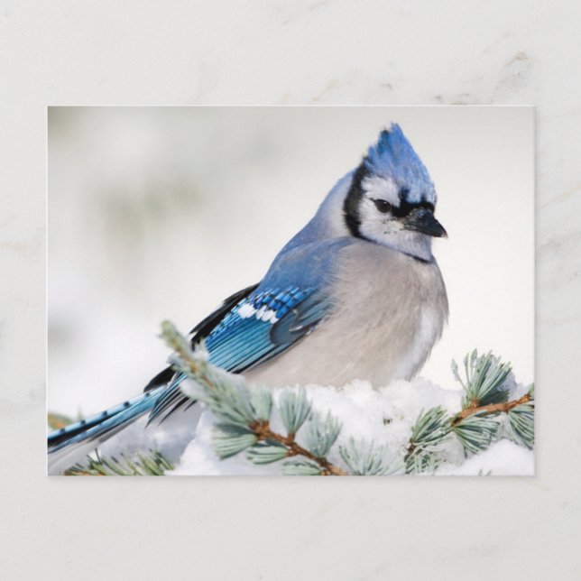 Blue Jay in Blue Atlas Cedar Postcard (Front)