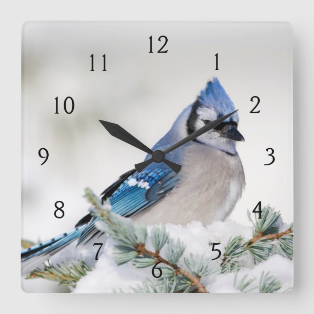 Blue Jay in Blue Atlas Cedar Square Wall Clock (Front)