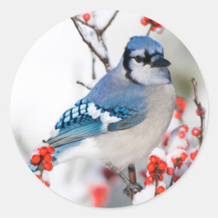 Blue Jay in Common Winterberry Classic Round Sticker