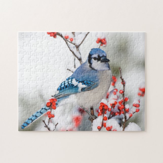 Blue Jay in Common Winterberry Jigsaw Puzzle (Horizontal)
