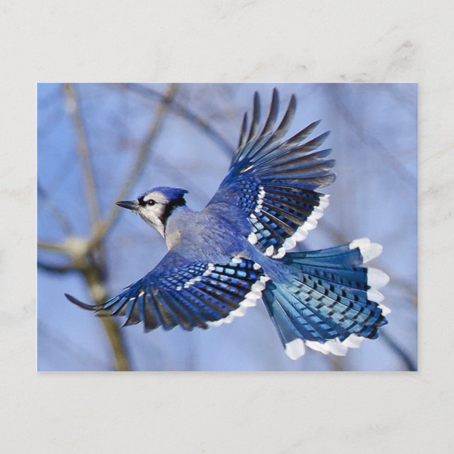 Blue Jay in Flight Postcard (Front)