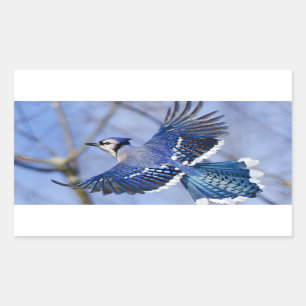 Blue Jay in Flight Sticker