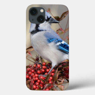 Blue Jay in Nandina Heavenly Bamboo iPhone 13 Case