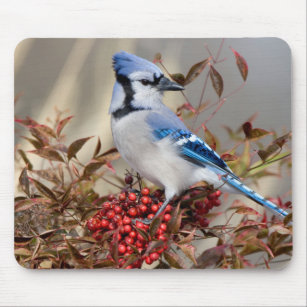 Blue Jay in Nandina Heavenly Bamboo Mouse Mat