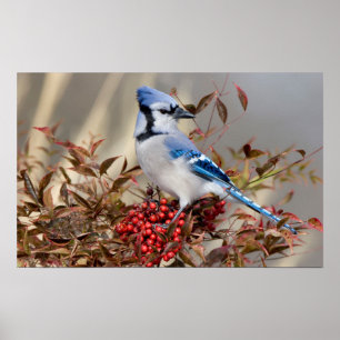 Blue Jay in Nandina Heavenly Bamboo Poster