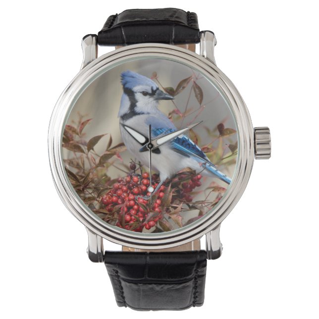 Blue Jay in Nandina Heavenly Bamboo Watch (Front)