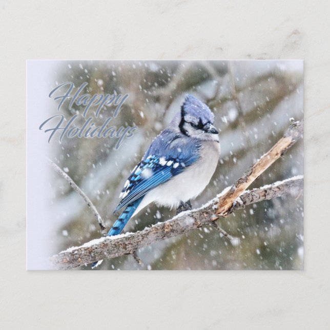 Blue Jay in Snow Christmas Holiday Postcard (Front)