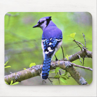 Blue Jay in the Forest by Reay of Light Mouse Mat