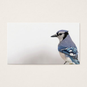 Blue Jay in Winter