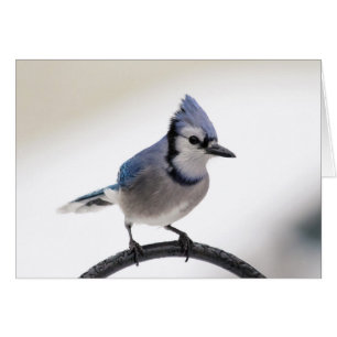 Blue Jay in Winter