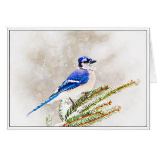 Blue Jay in Winter