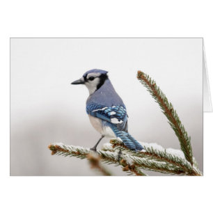 Blue Jay in Winter