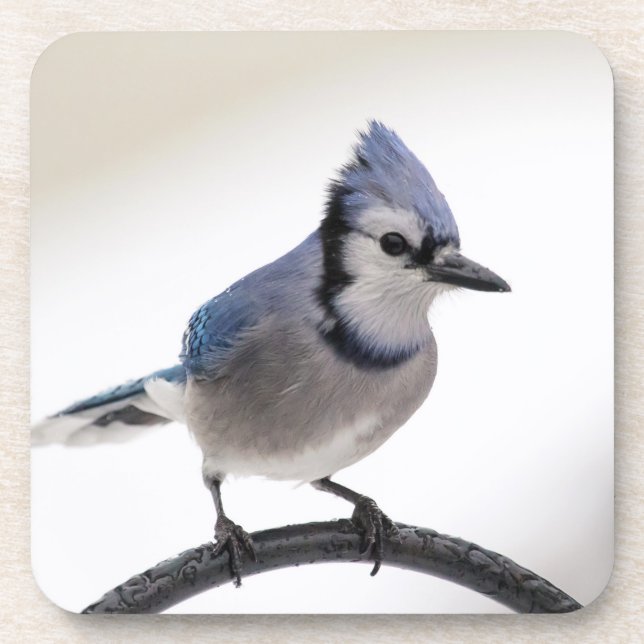 Blue Jay in Winter Coaster (Front)